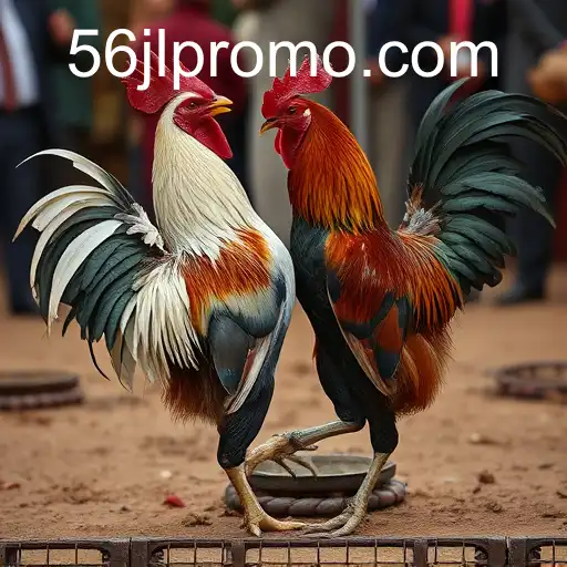 The Complex World of Cockfighting: Tradition Meets Controversy